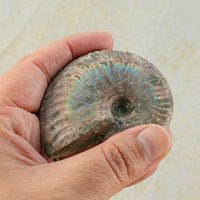Iridescent Ammonite Palm Stone for Grounding