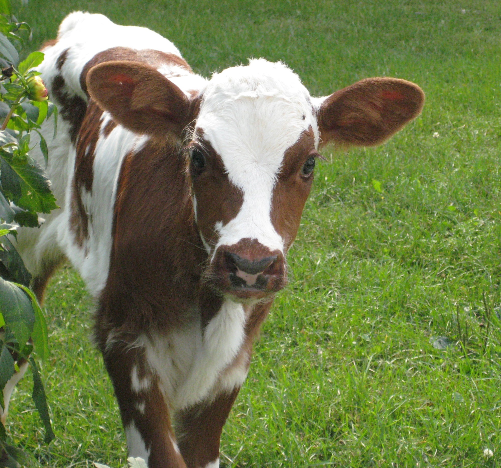 SoulKu and the Transforming Cow