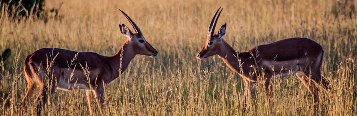 Antelope Animal Medicine