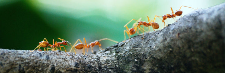 Ant Animal Medicine