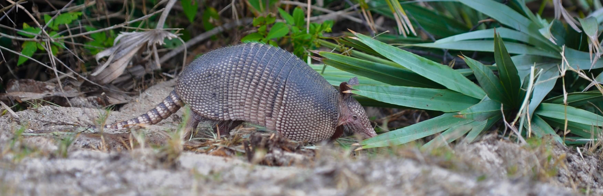 Armadillo Animal Medicine