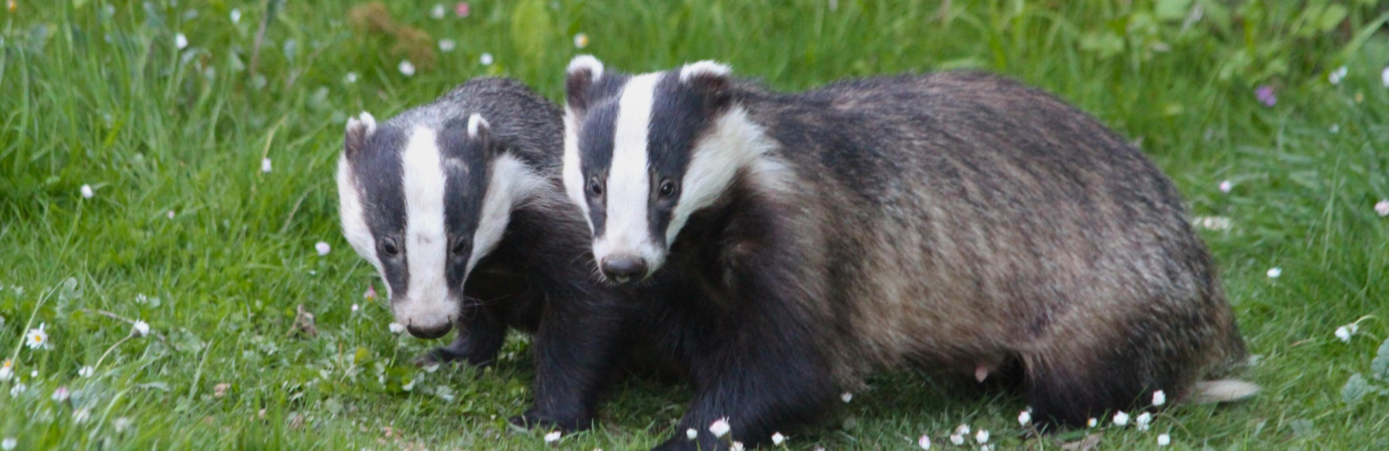 Badger Animal Medicine