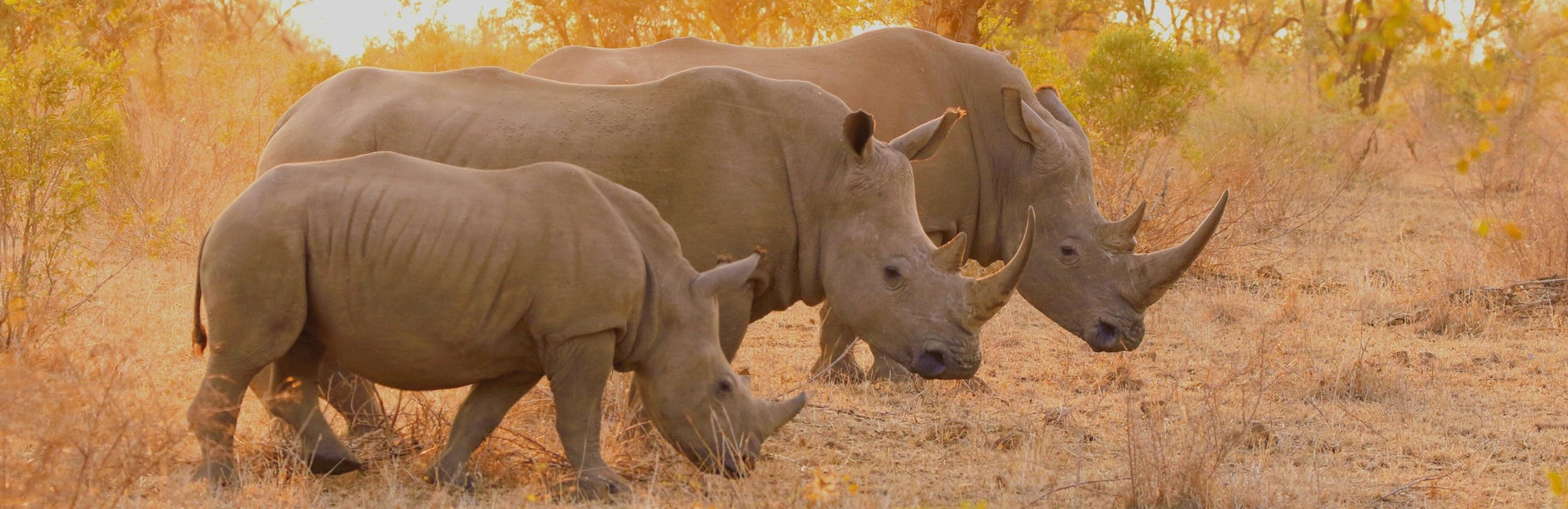 Rhinoceros Animal Medicine