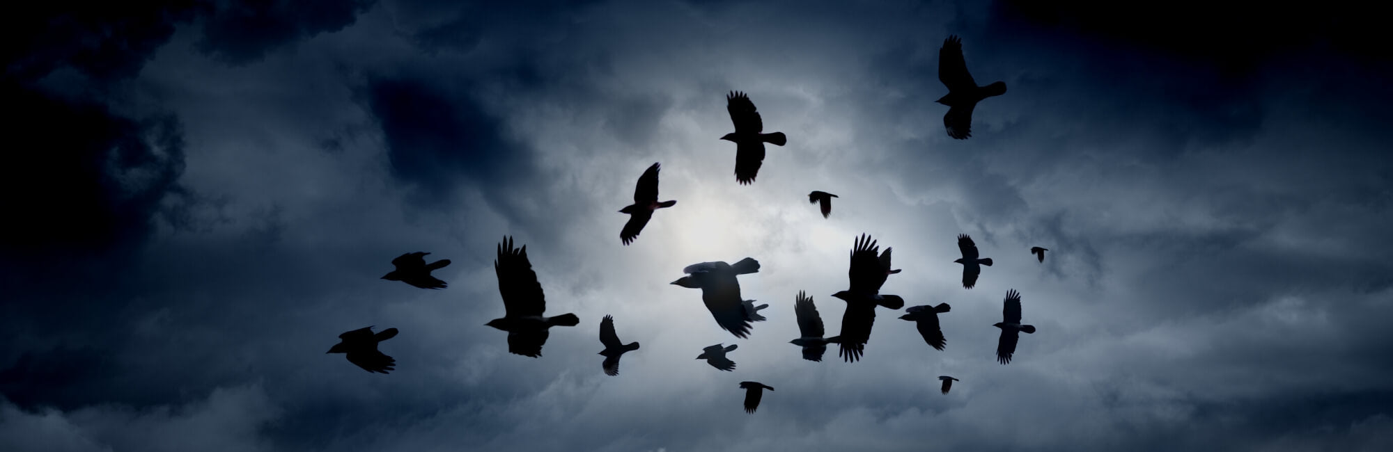 Raven Animal Medicine