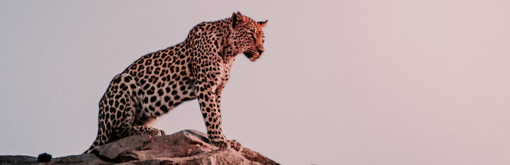 Leopard Animal Medicine