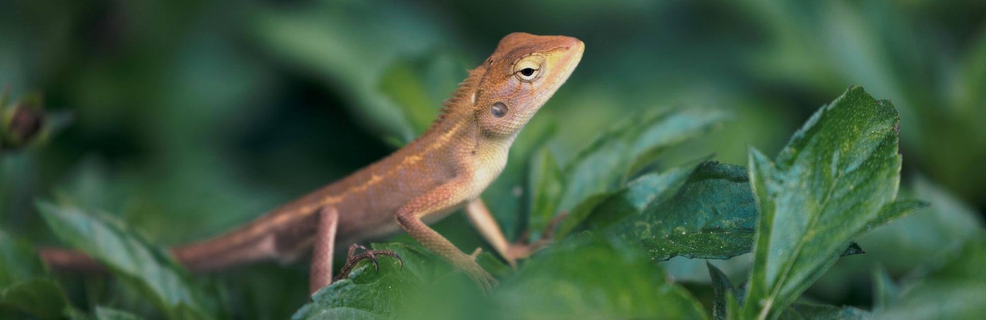 Lizard Animal Medicine