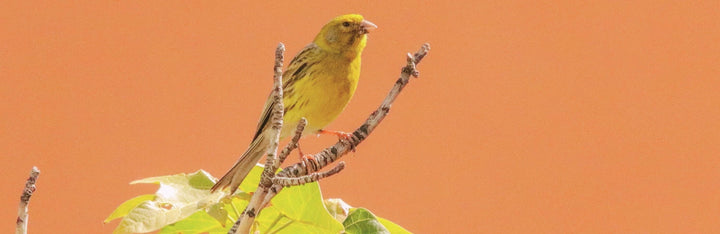 Canary Animal Medicine