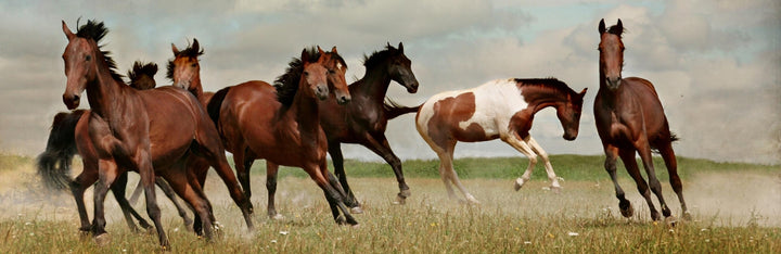 Horse Animal Medicine