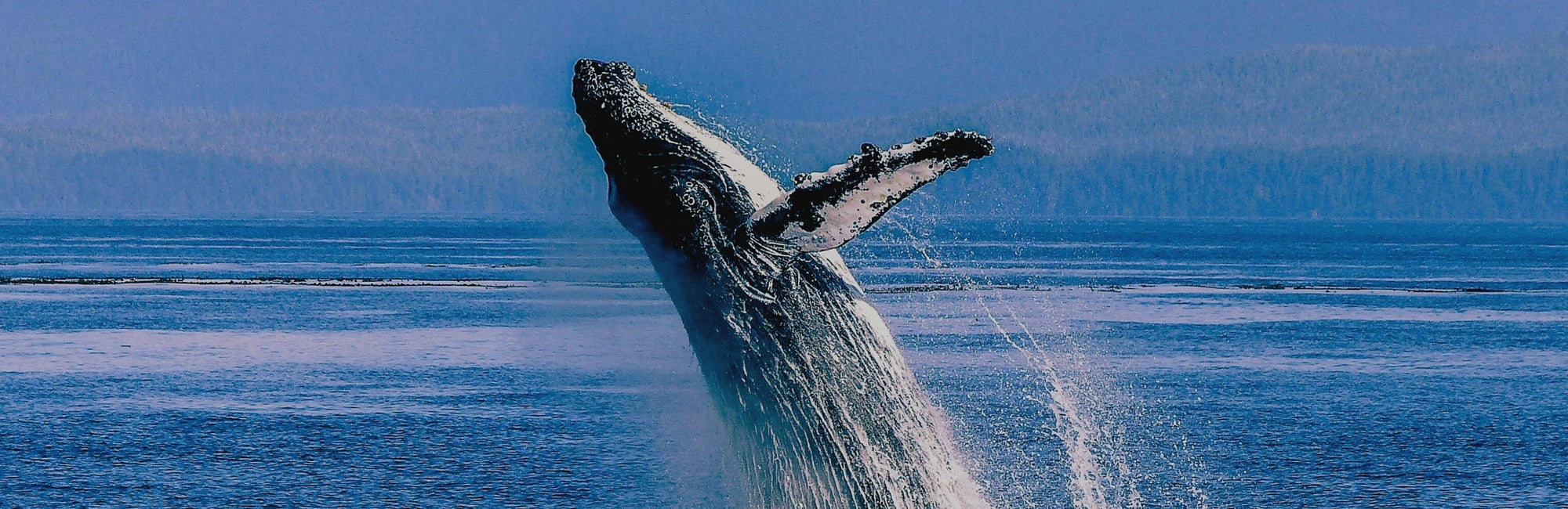 Whale Animal Medicine