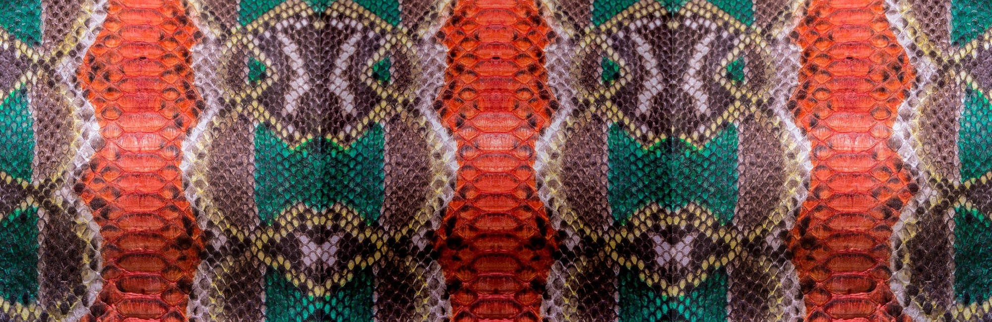 Snake Animal Medicine