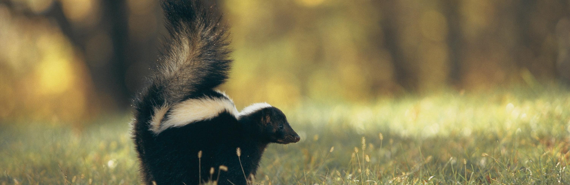 Skunk Animal Medicine