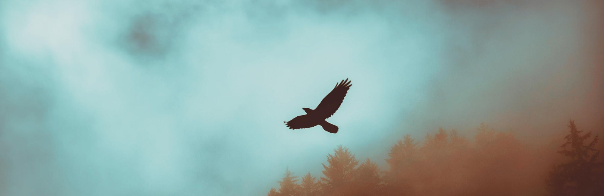 Eagle Animal Medicine