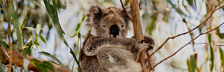 Koala Animal Medicine