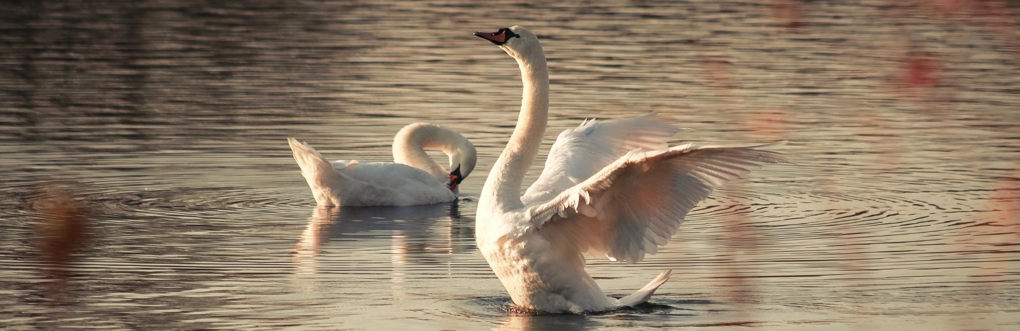 Swan Animal Medicine