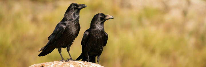 Crow Animal Medicine