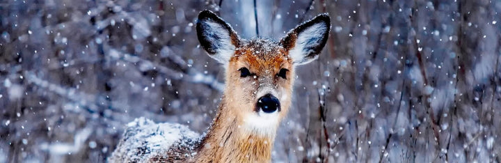 Deer Animal Medicine