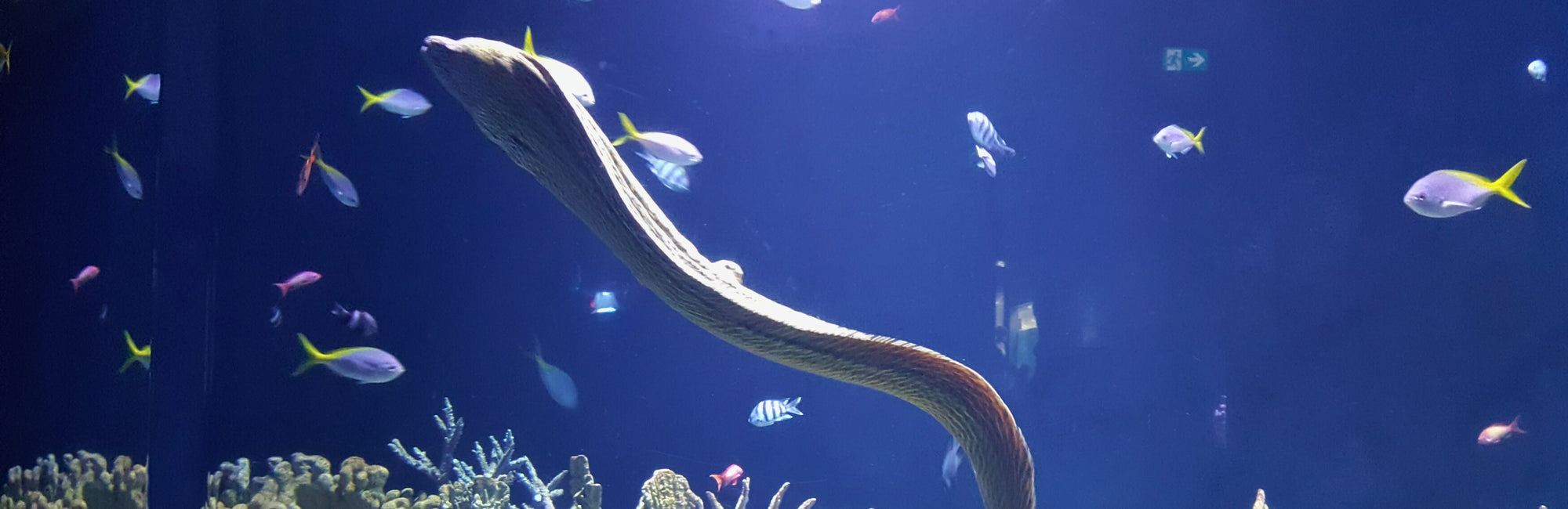 Electric Eel Animal Medicine