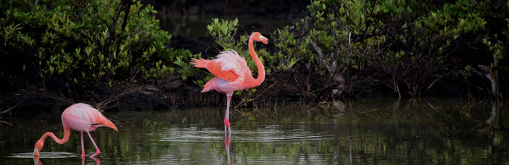 Flamingo Animal Medicine