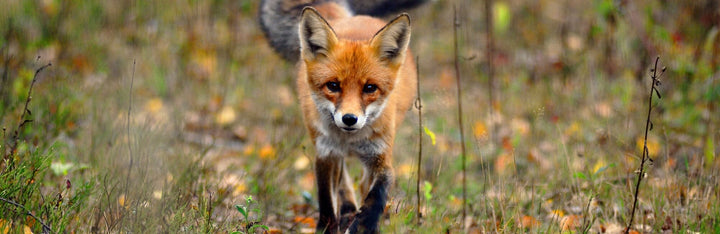 Fox Animal Medicine