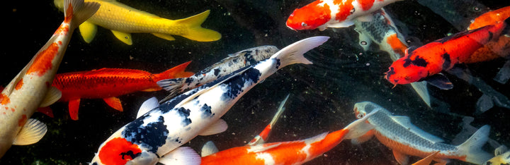 Koi Fish Animal Medicine