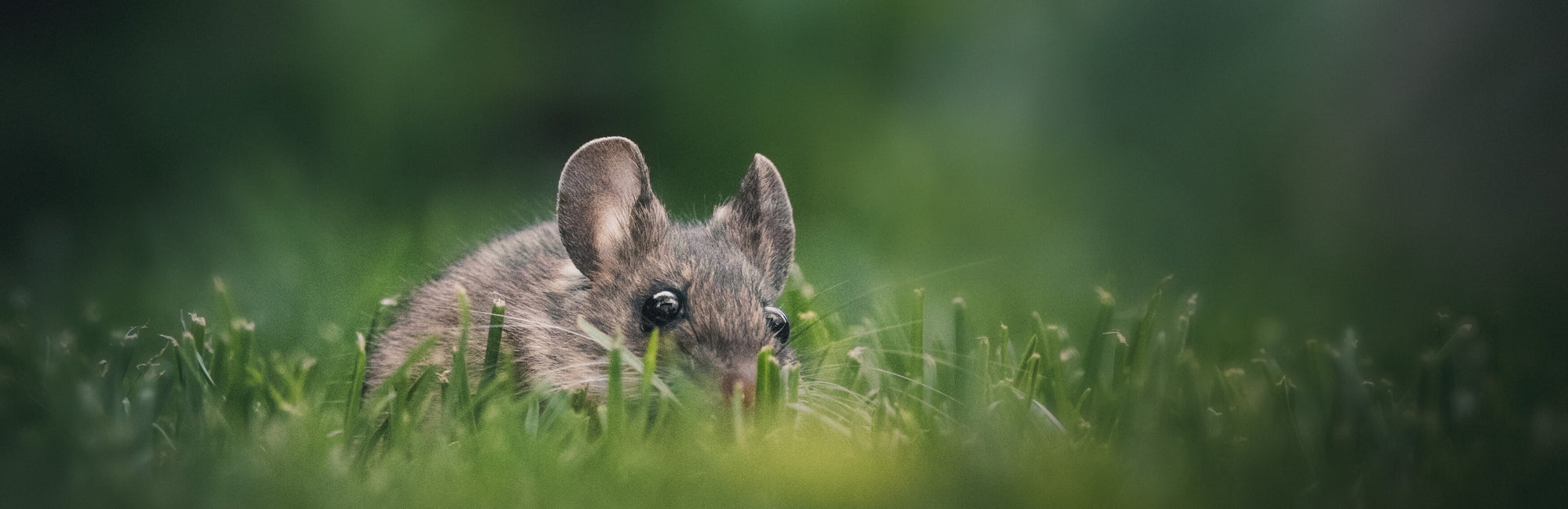 Mouse Animal Medicine