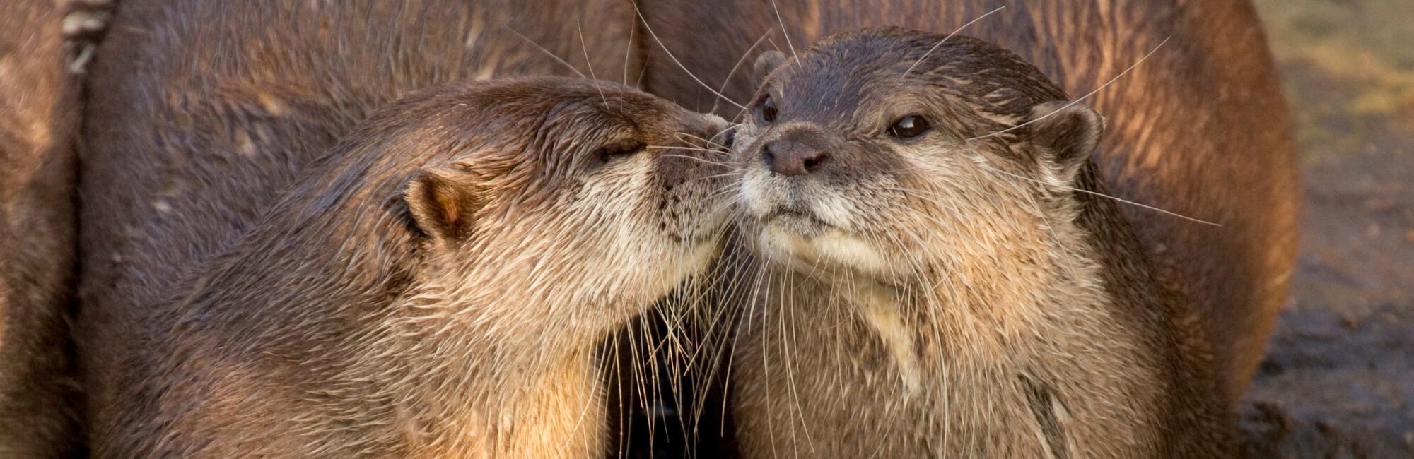 Otter Animal Medicine