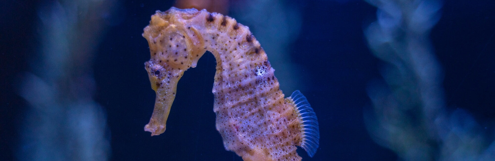 Seahorse Animal Medicine