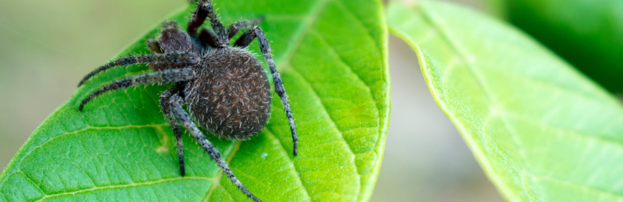 Spider Animal Medicine