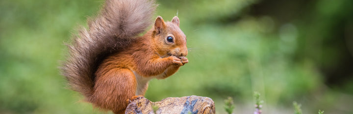 Squirrel Animal Medicine