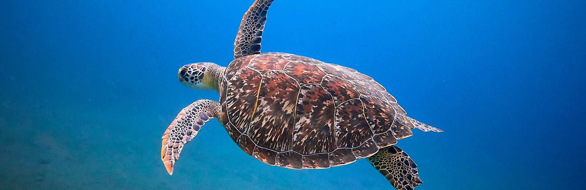 Turtle Animal Medicine