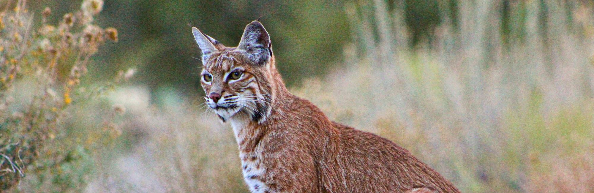 Bobcat Animal Medicine