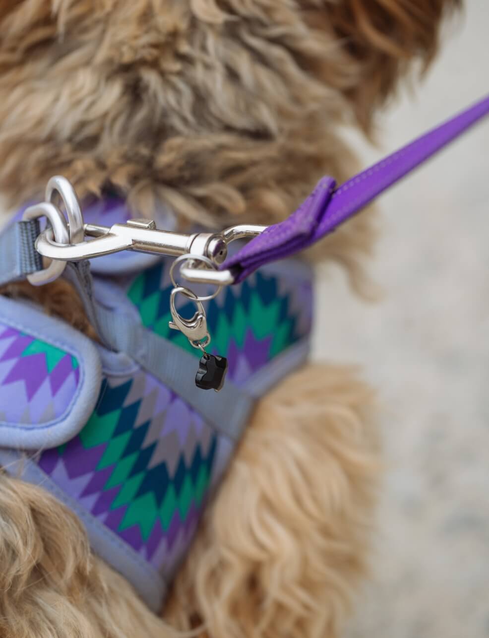 Rose Quartz Lucky Pet Charm for Love