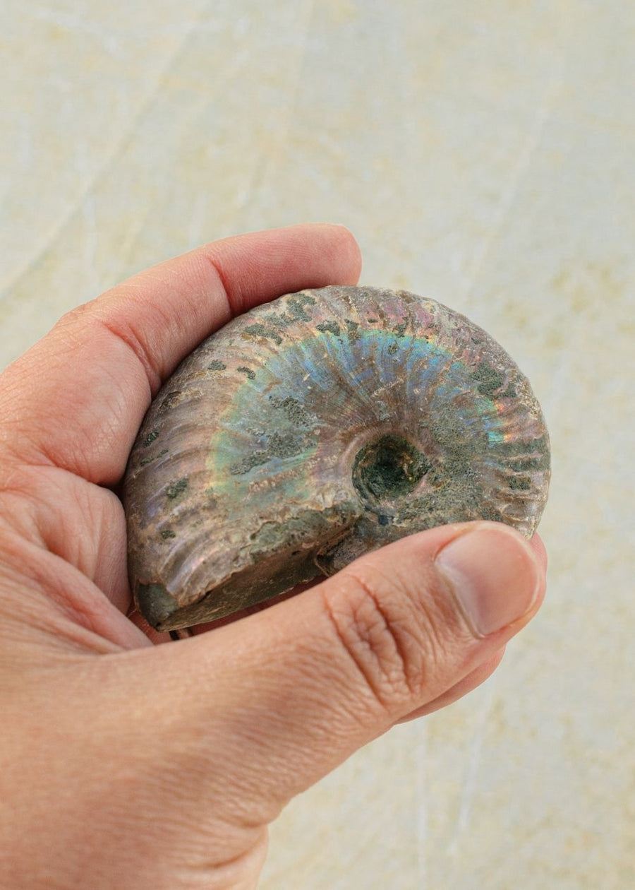 Iridescent Ammonite Palm Stone for Grounding