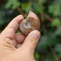 Red Ammonite Palm Stone for Grounding